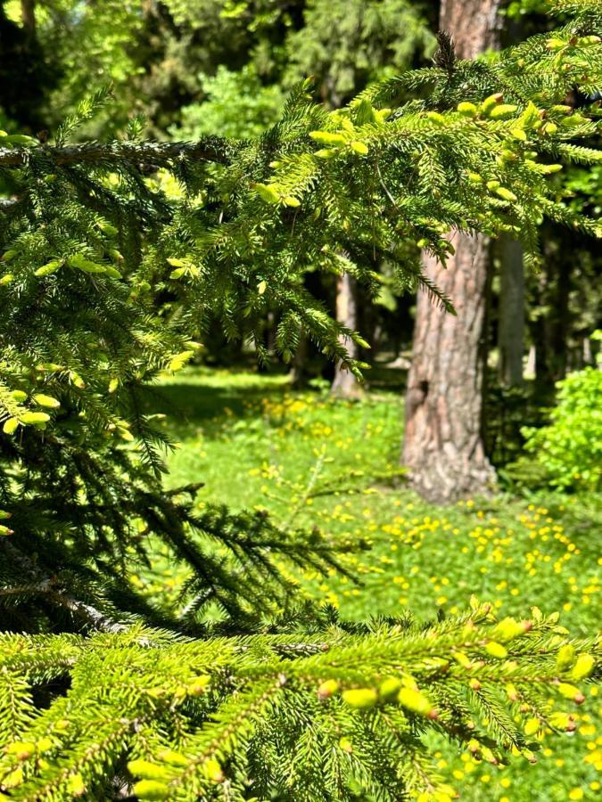 Green Mountain Borjomi Luaran gambar